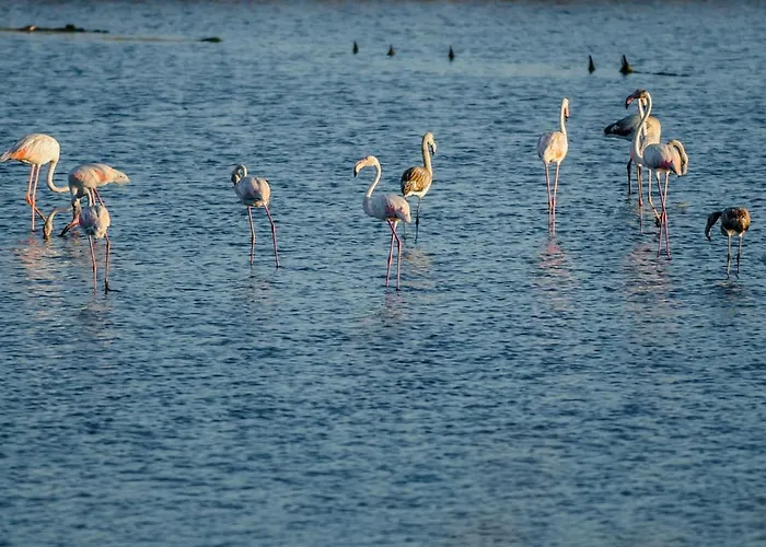 Daire Casino Figueira Prime Figueira da Foz